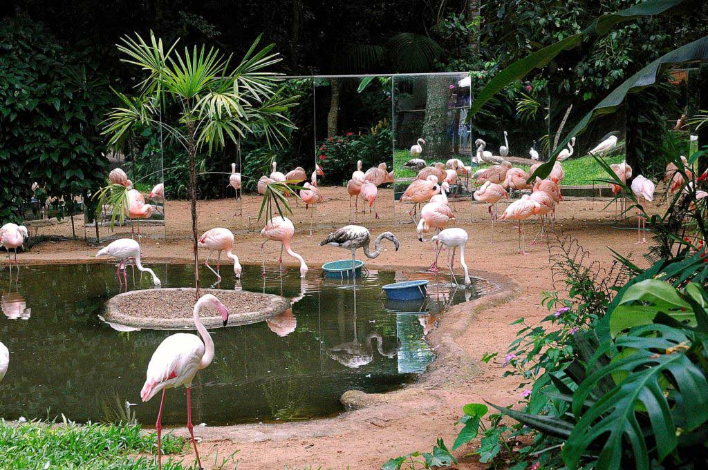 Parque das Aves em Foz do Iguaçu