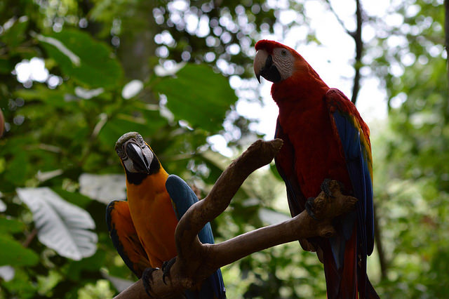 Araras do Parque das Aves, em Foz do Iguaçu