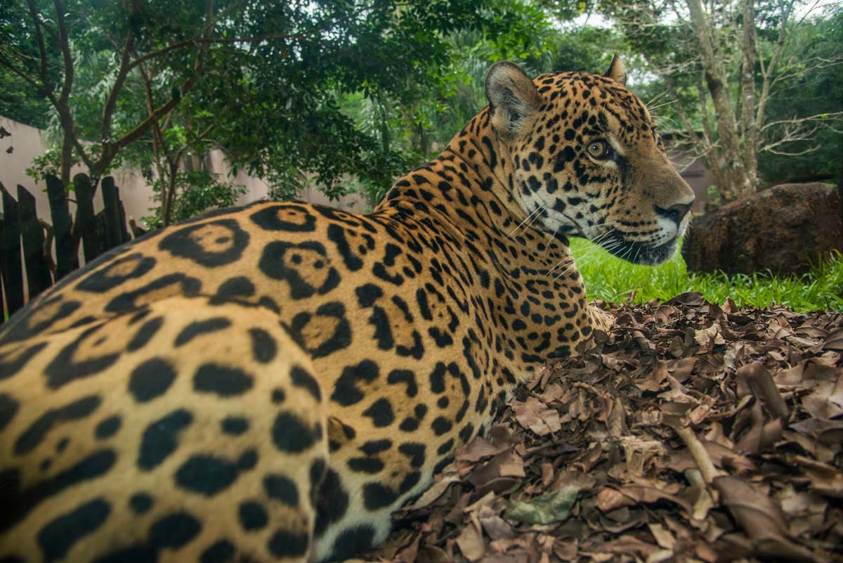 Onça no Refúgio Biológico Bela Vista