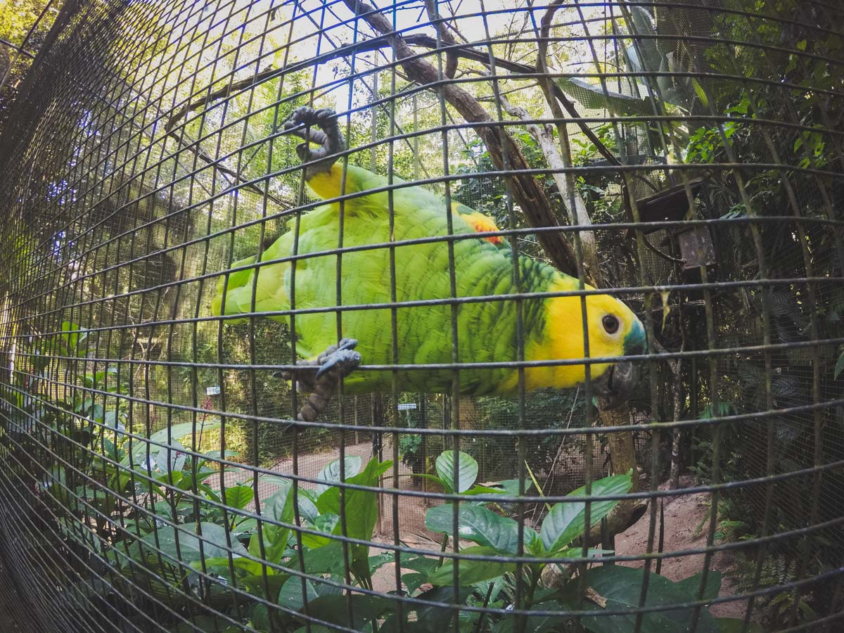 Papagaio no Parque das Aves