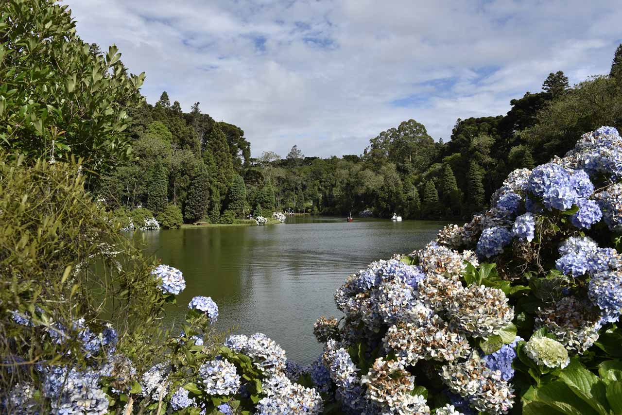 Hortênsias no Parque do Lago Negro em Gramado