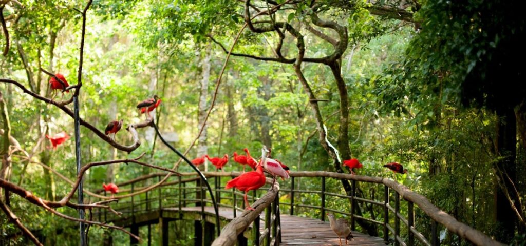Turismo em Foz do Iguaçu: Parque das Aves retoma atendimento às segundas-feiras