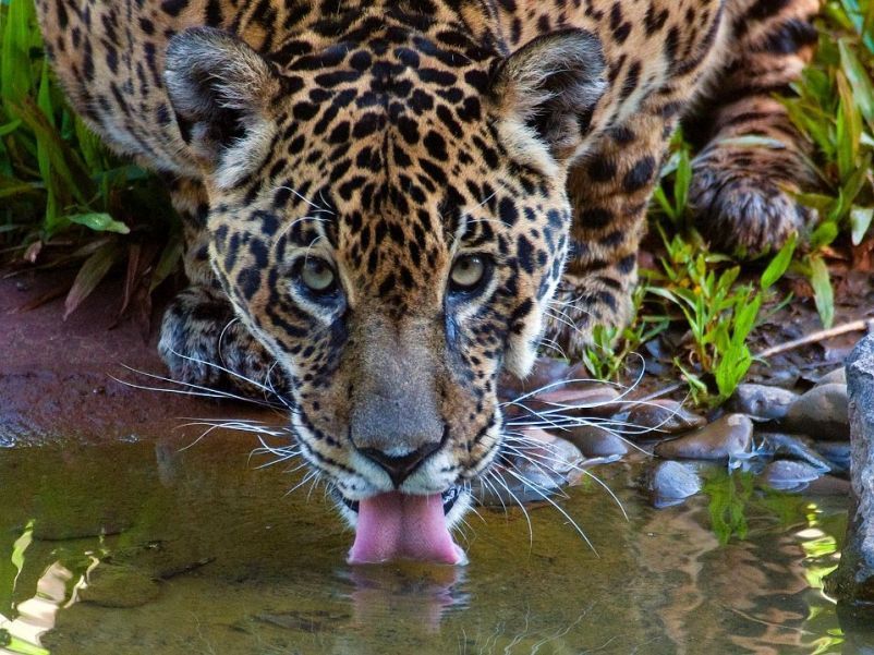 Onça matando a sede no Refúgio Biológico de Itaipu, mais um atrativo para visitar no verão de Foz do Iguaçu