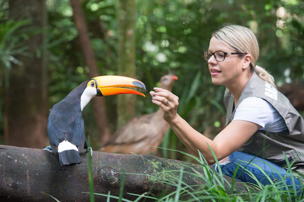 A imagem mostra uma mulher interagindo gentilmente com um grande tucano de bico laranja e preto, em um ambiente que parece ser um parque de aves. A mulher, usando óculos e com cabelo preso, está agachada, estendendo a mão em direção ao tucano, que parece confortável e curioso, talvez esperando por comida. Eles estão rodeados por vegetação densa, o que reforça a sensação de um cenário natural e tranquilo. A foto captura um momento de conexão entre humanos e aves, ressaltando a importância da conservação e da interação respeitosa com a vida selvagem.