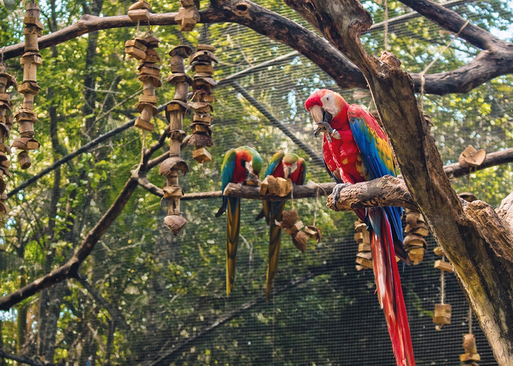 A imagem apresenta um grupo colorido de araras, com predominância de vermelho, azul e amarelo, perfeitamente alinhadas em um grande galho de árvore. Este cenário evoca uma atmosfera vibrante e natural, típica do Parque das Aves. As araras estão em diferentes posturas: algumas estão interagindo entre si, enquanto outras parecem se alimentar ou simplesmente observar o ambiente ao redor. A vegetação densa e verde ao fundo complementa a vivacidade das cores das aves, criando uma cena rica e detalhada que captura a essência da biodiversidade e da beleza dos habitats aviários.