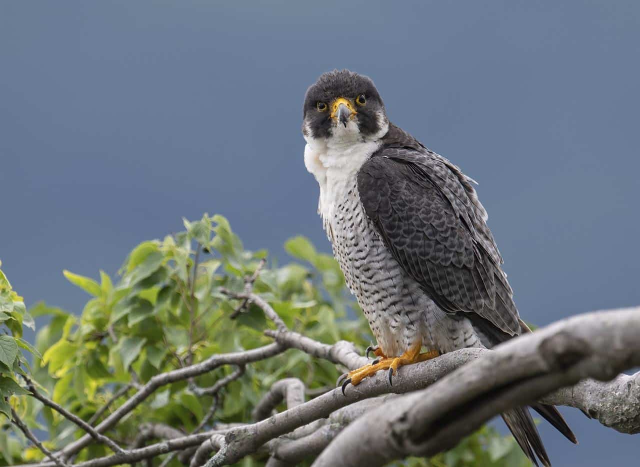 Centro de Falcoaria em Foz