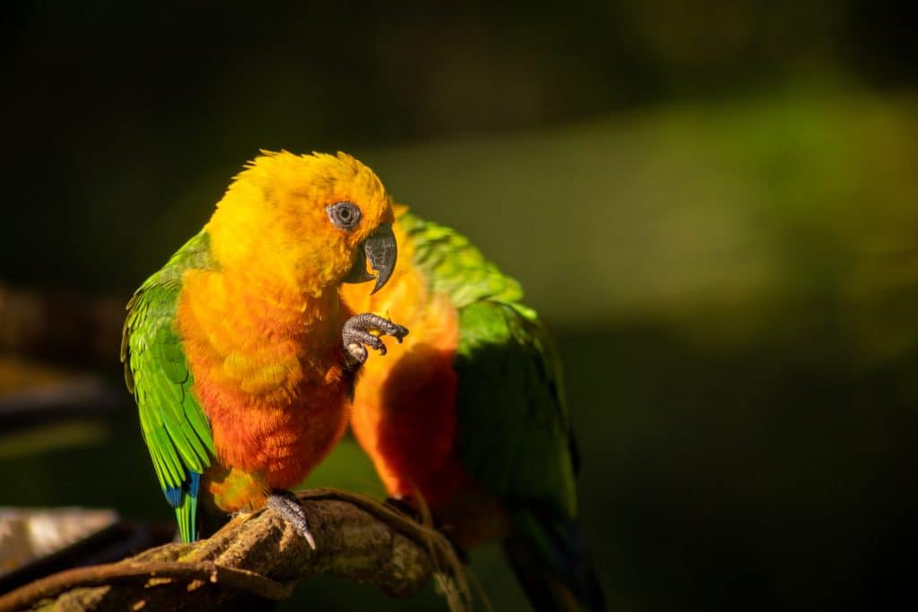 A imagem mostra dois papagaios coloridos, um amarelo e outro predominantemente verde, empoleirados em um galho. O papagaio amarelo, com destaque para sua vibrante plumagem amarela e manchas verdes nas asas, está curvando a cabeça em direção ao papagaio verde, que parece estar alimentando o amarelo com um pequeno objeto em seu bico. A cena ocorre em um ambiente que sugere ser um habitat natural, possivelmente dentro do Parque das Aves, iluminado por luz solar suave que realça as cores dos pássaros.