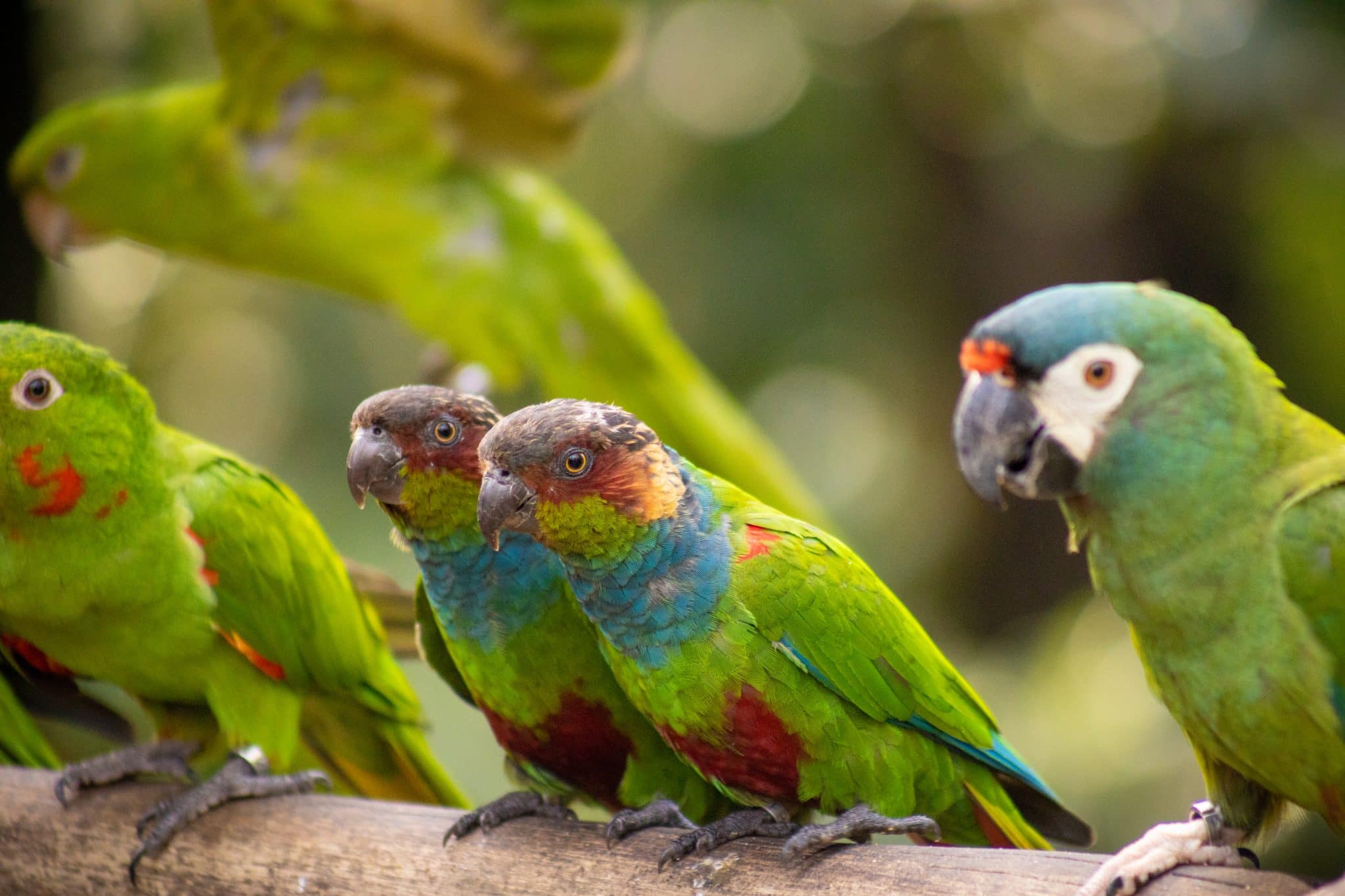 A imagem exibe três pequenos papagaios, cada um apresentando uma vibrante mistura de verde, azul, vermelho e amarelo em suas penas, possivelmente lorikeets ou uma espécie similar. Eles estão empoleirados em um galho, com o foco principal nos dois da frente, que olham curiosamente para algo fora do quadro, enquanto o terceiro, ao fundo, parece observar algo fora de vista. O cenário é natural e bem iluminado, sugerindo um habitat em um parque de aves, onde os visitantes podem apreciar essas aves coloridas de perto. A imagem capta a beleza e a variedade de cores dessas ave.