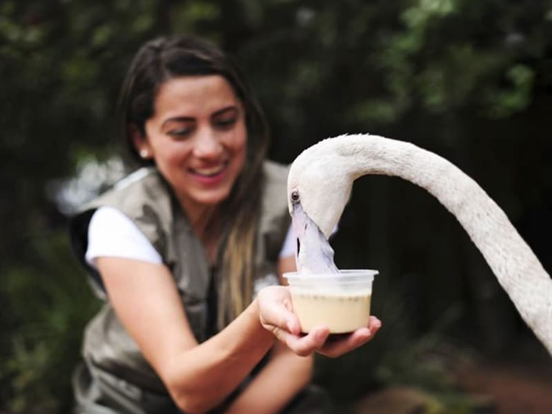 A foto mostra uma mulher alimentando um dos pássaros do Parque das Aves durante um passeio secreto em Foz do Iguaçu.