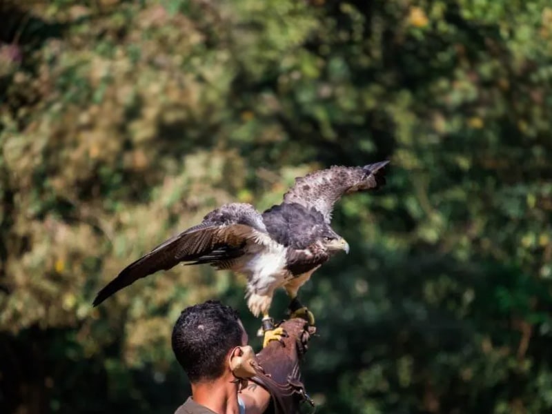 A foto mostra um rapaz com o braço levantado e um falcão pousando em cima dela.