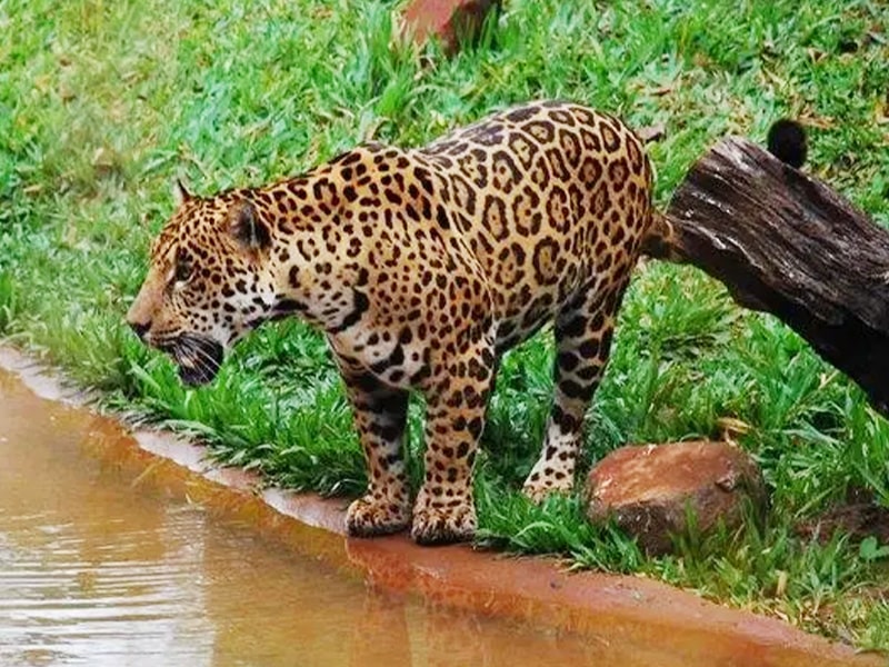 onca-pintada-refugio-biologico