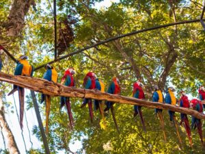 parque-das-aves-remake-vale-tudo