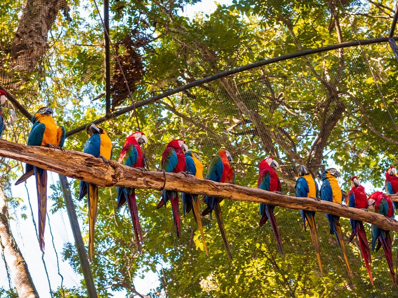 parque-das-aves-remake-vale-tudo