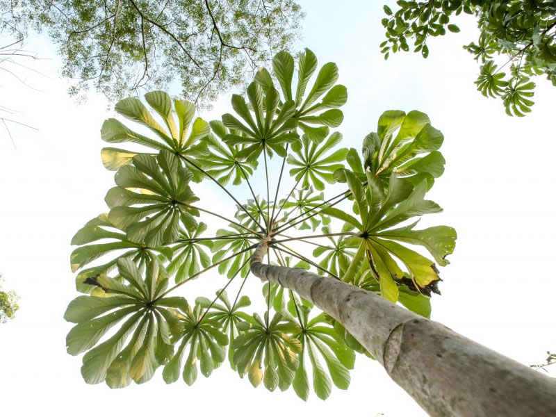 foz-do-iguacu-viveiros-cecropia