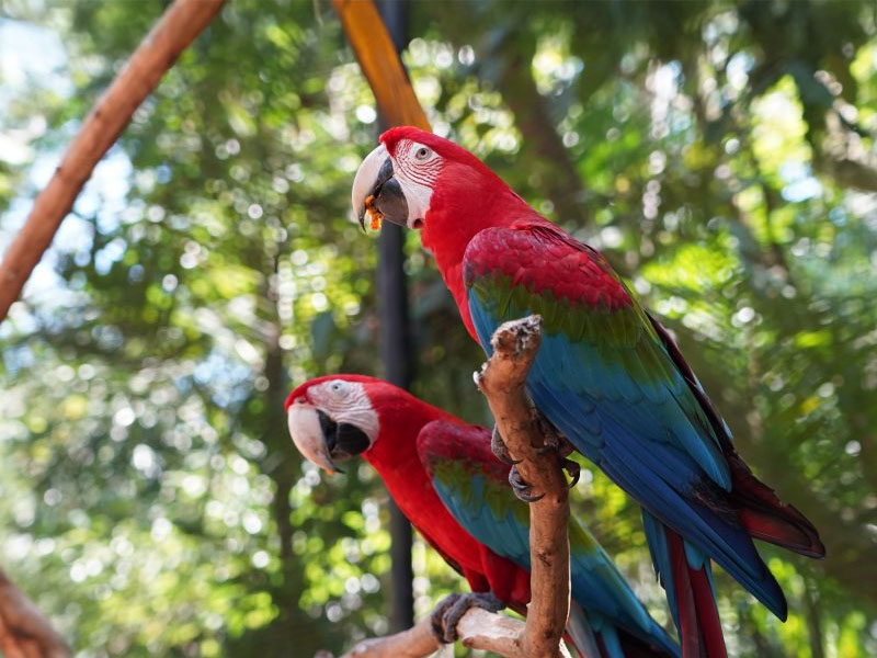 parque-das-aves-foz-do-iguacu